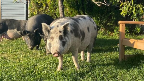 Pig, Colonel Potter, Summerland, Critteraid Animal Sanctuary