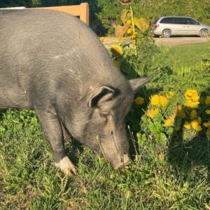 Honeycutt the pig, Summerland, Critteraid Animal Sanctuary