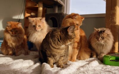 260 Requests in 24 Hours:  Why Spay & Neuter Matters More Than Ever