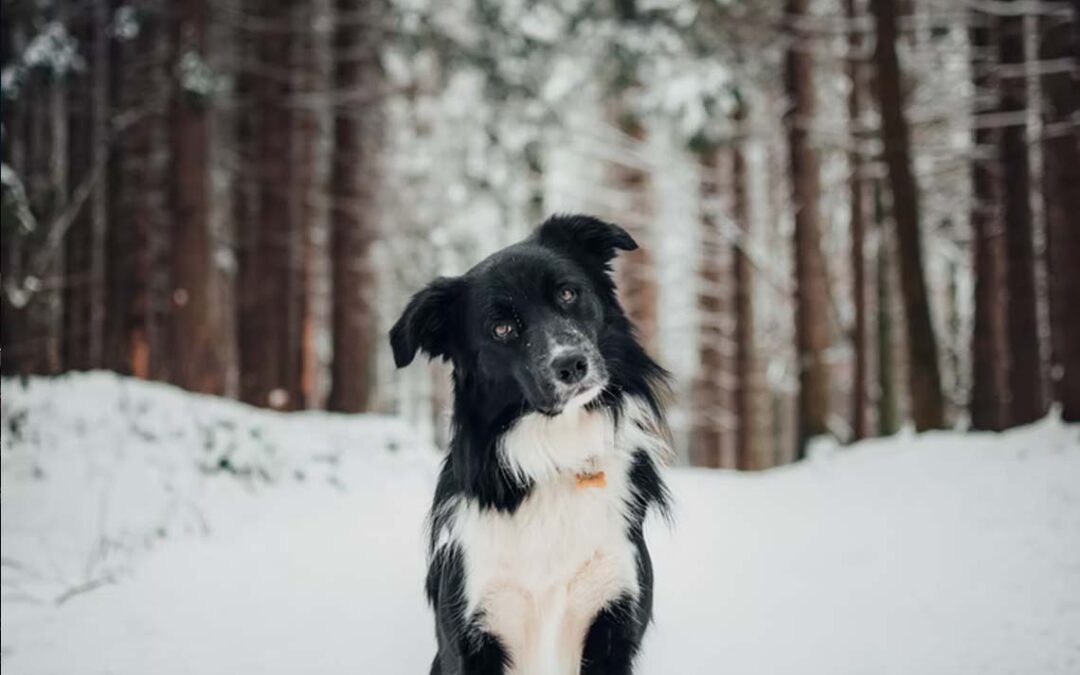 Winter care tips for dogs
