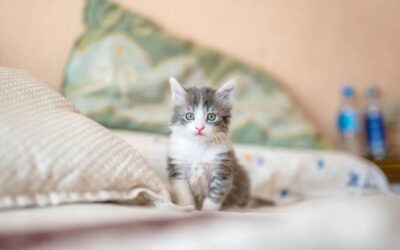 4 reasons to adopt a cat from a pet rescue facility