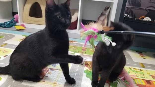 How Come we Send Home Unfixed Kittens?