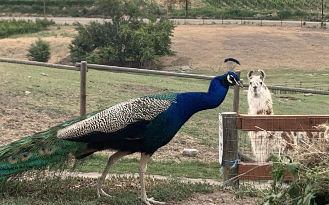 Avian Flu Response