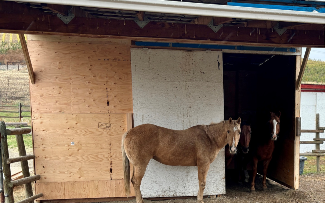 Acres Enterprises Steps Up for Critteraid’s Horses: A Heartfelt Restoration