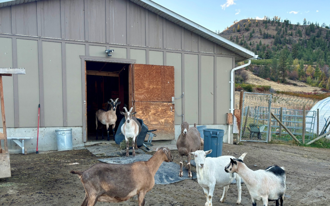 Critteraid’s Upcoming Goat Barn: A New Home in the Making for Our Beloved Goats